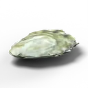 Oyster — rendered from the game's model