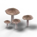 Deer Mushroom — rendered from the game's model