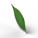 Leaf — rendered from the game's model