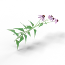 Coneflower — rendered from the game's model