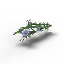 Chicory — rendered from the game's model