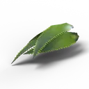 Aloe Vera — rendered from the game's model
