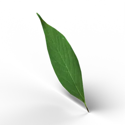 Leaf — rendered from the game's model