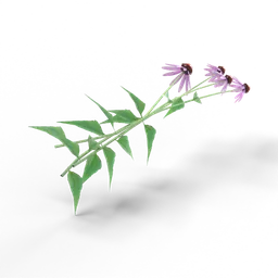 Coneflower — rendered from the game's model