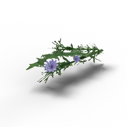 Chicory — rendered from the game's model